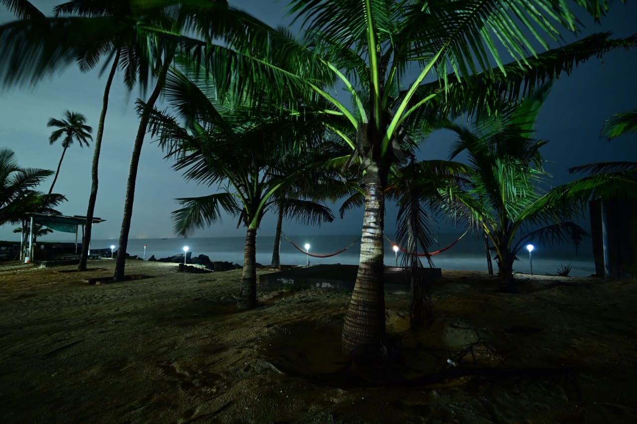 Palm Trees on the Beach at Night